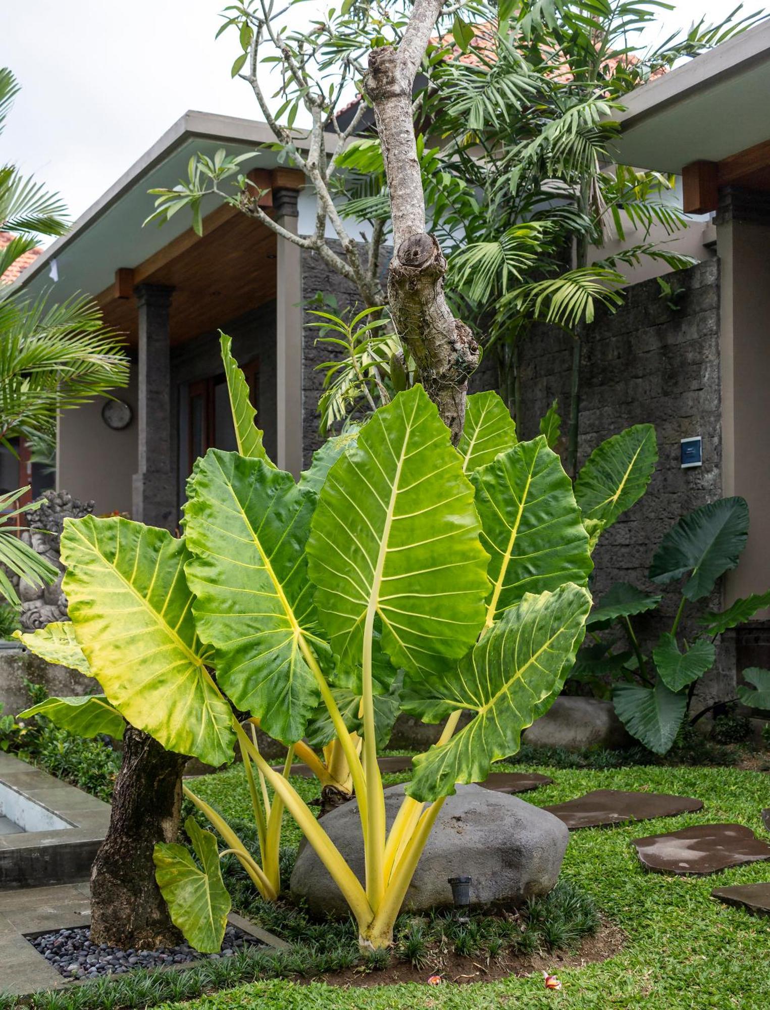 Royal Cottage Private Villa ウブド エクステリア 写真
